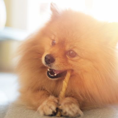 DOG CHEWS