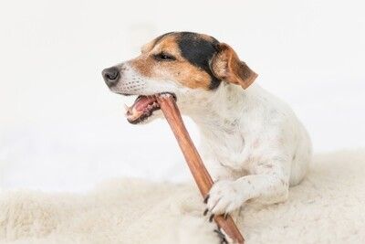 DOG CHEWS