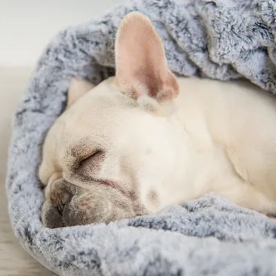 DOG BEDS &amp; BLANKETS