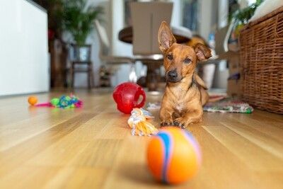 DOG TOYS