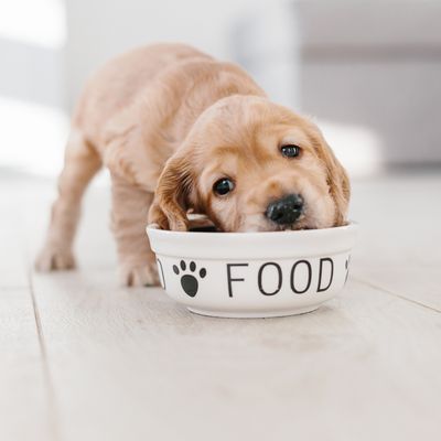 DOG FOOD