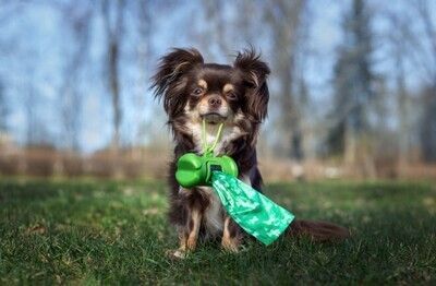 DOG WASTE BAGS &amp; HOLDERS