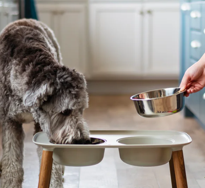 DOG DISHES &amp; MATS