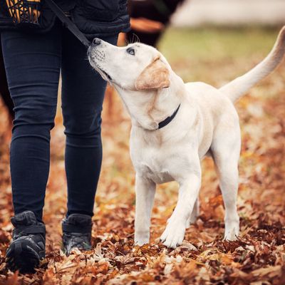 DOG TRAINING SUPPLIES