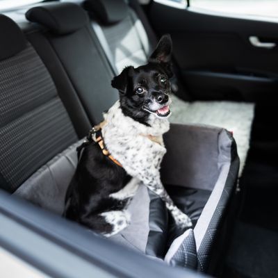 CAR SAFETY &amp; SEAT COVERS