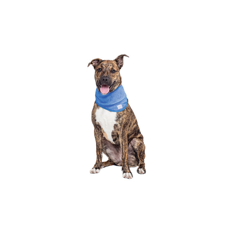 GF PET ICE BAND LARGE/X-LARGE