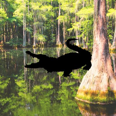 CROCODILE