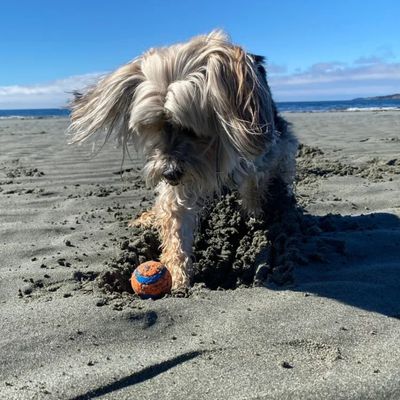 SHOP DOG BALLS