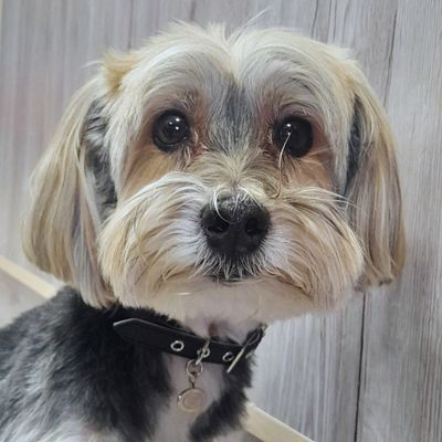 BUDDY BELT COLLARS