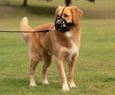 MUZZLES