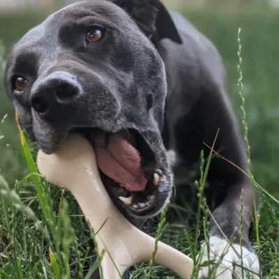 ALTERNATIVE CHEWS