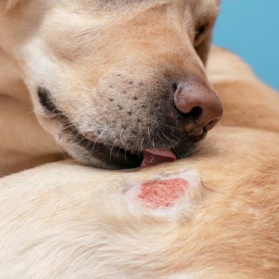 SKIN &amp; COAT HEALTH