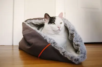 CAT BEDS &amp; BLANKETS