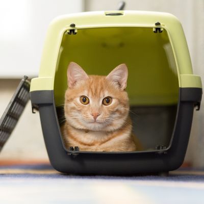 CAT CARRIERS