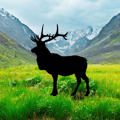 ELK