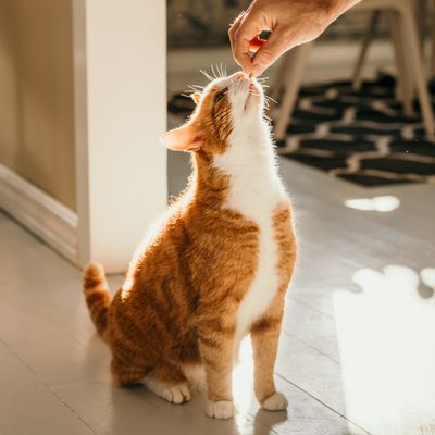 CAT TRICK TRAINING SUPPLIES