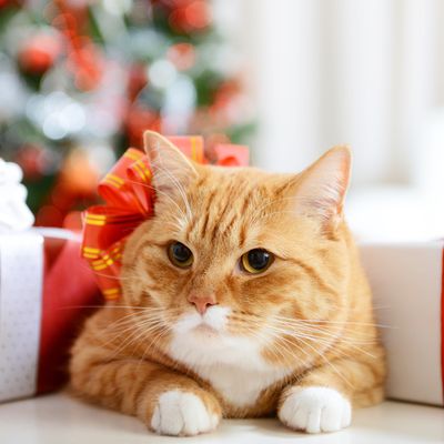 CAT CHRISTMAS
