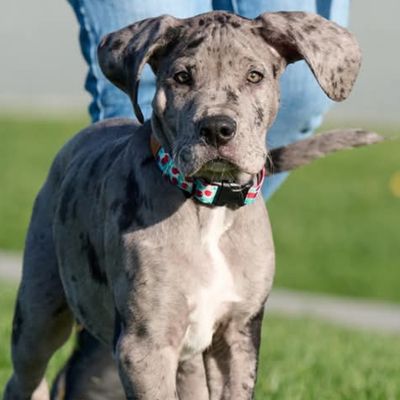 RC PETS ECO CLIP COLLAR