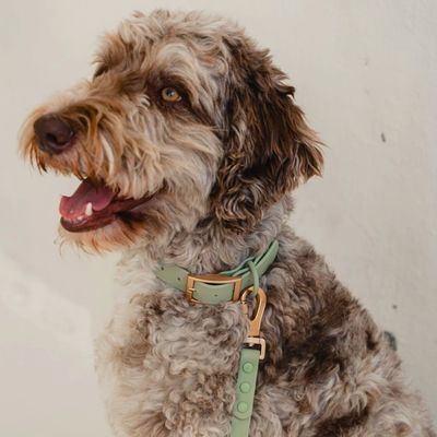 DEXYPAWS
