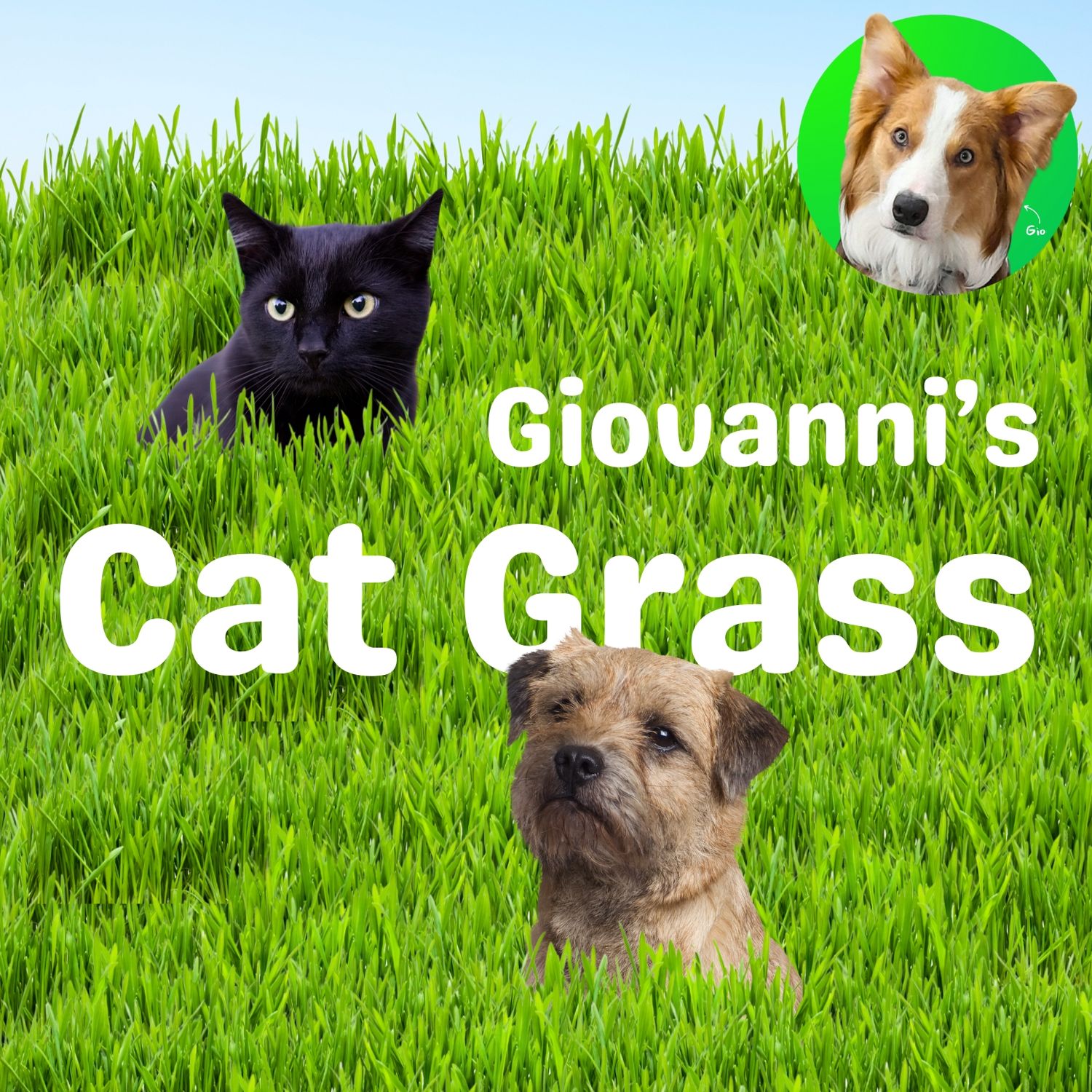 GIOVANNI&#39;S CAT GRASS