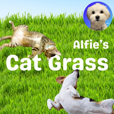 ALFIE&#39;S CAT GRASS