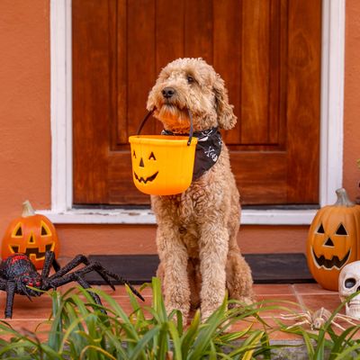 HOWL-O-WEEN