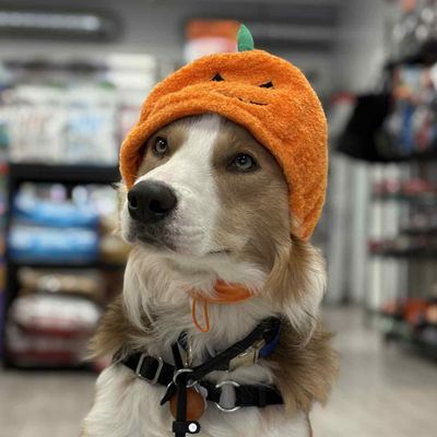 JACK O HAT