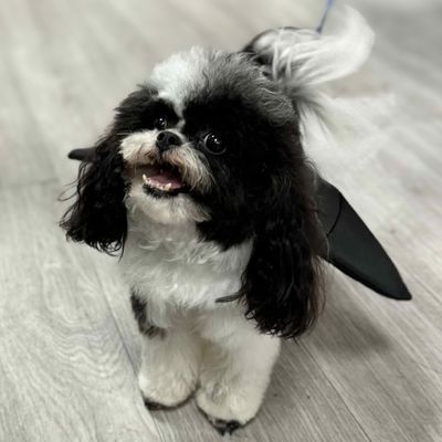 BAT WINGS