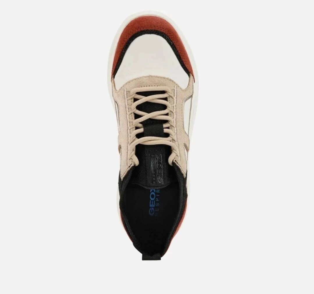 Geox spherica multicolor