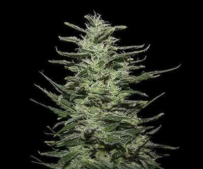 Amnesia Molotov (Kalashnikov Seeds) - 3 fem.