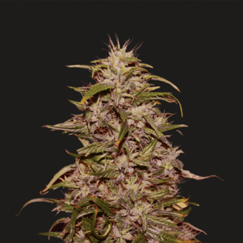 Big Altai Sativa Express (Kalashnikov Seeds) - 3 fem.