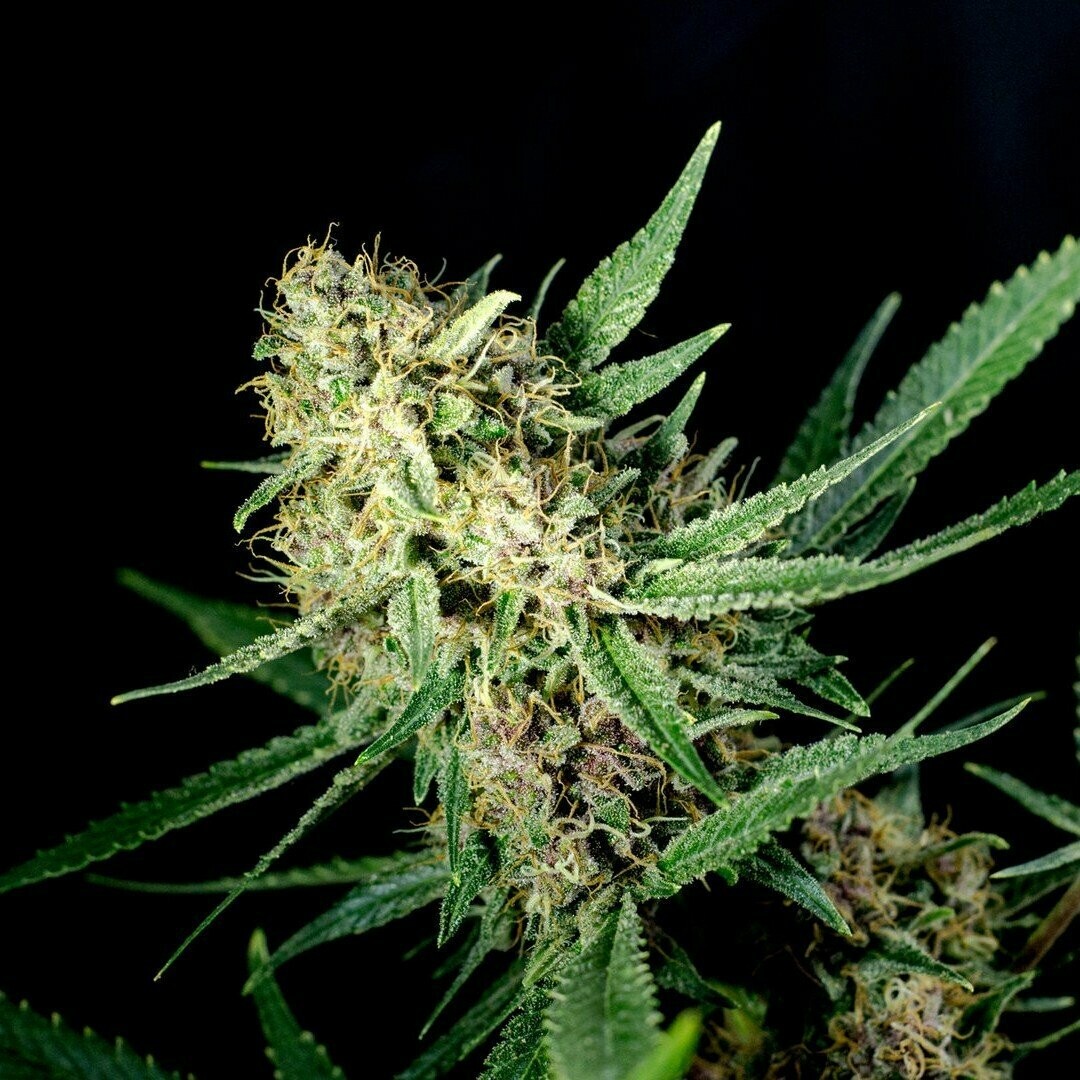 Boy Scout Cookies