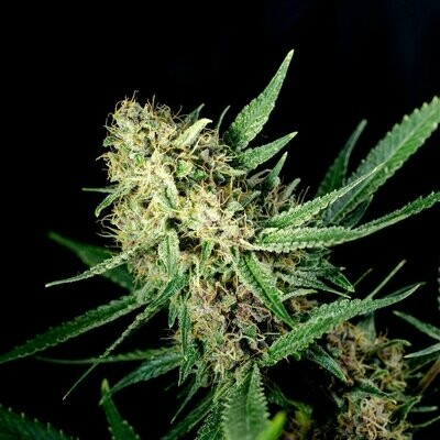 Boy Scout Cookies