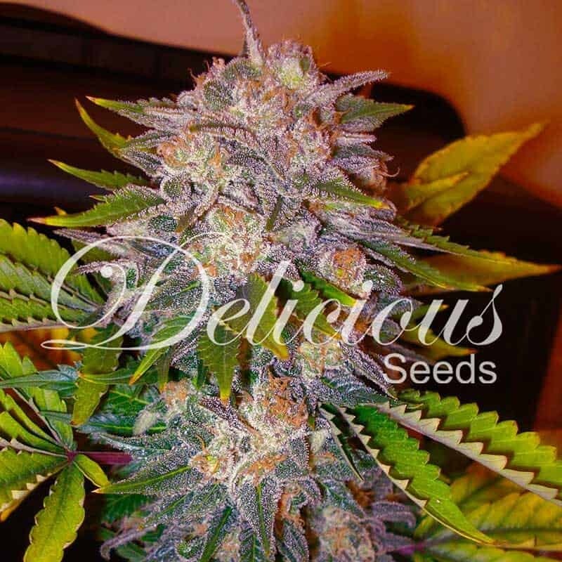 Caramelo (Delicious Seeds) - 3 fem.