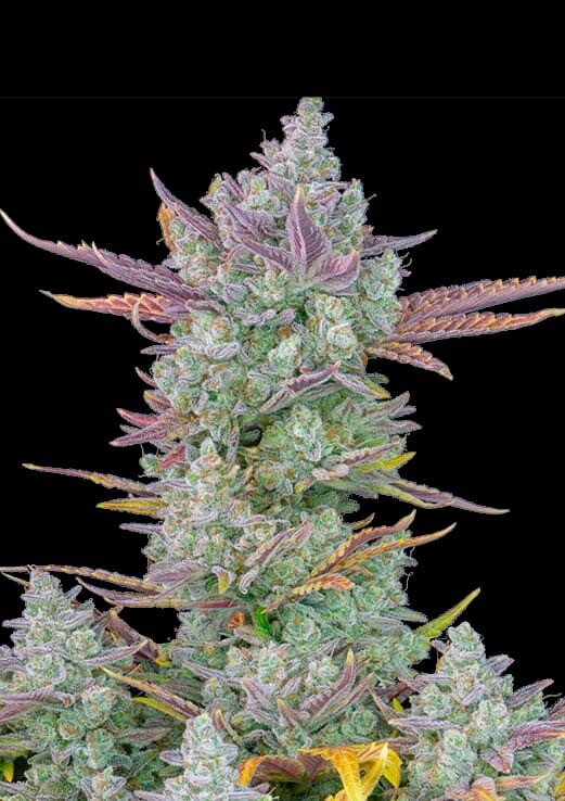 Gorilla Cookies Auto (Fast Buds) - 3 fem.