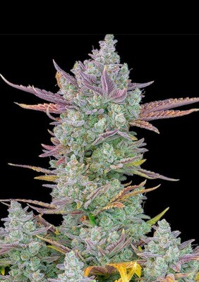Gorilla Cookies Auto (Fast Buds) - 3 fem.