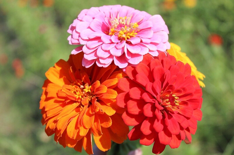 Full Bloom