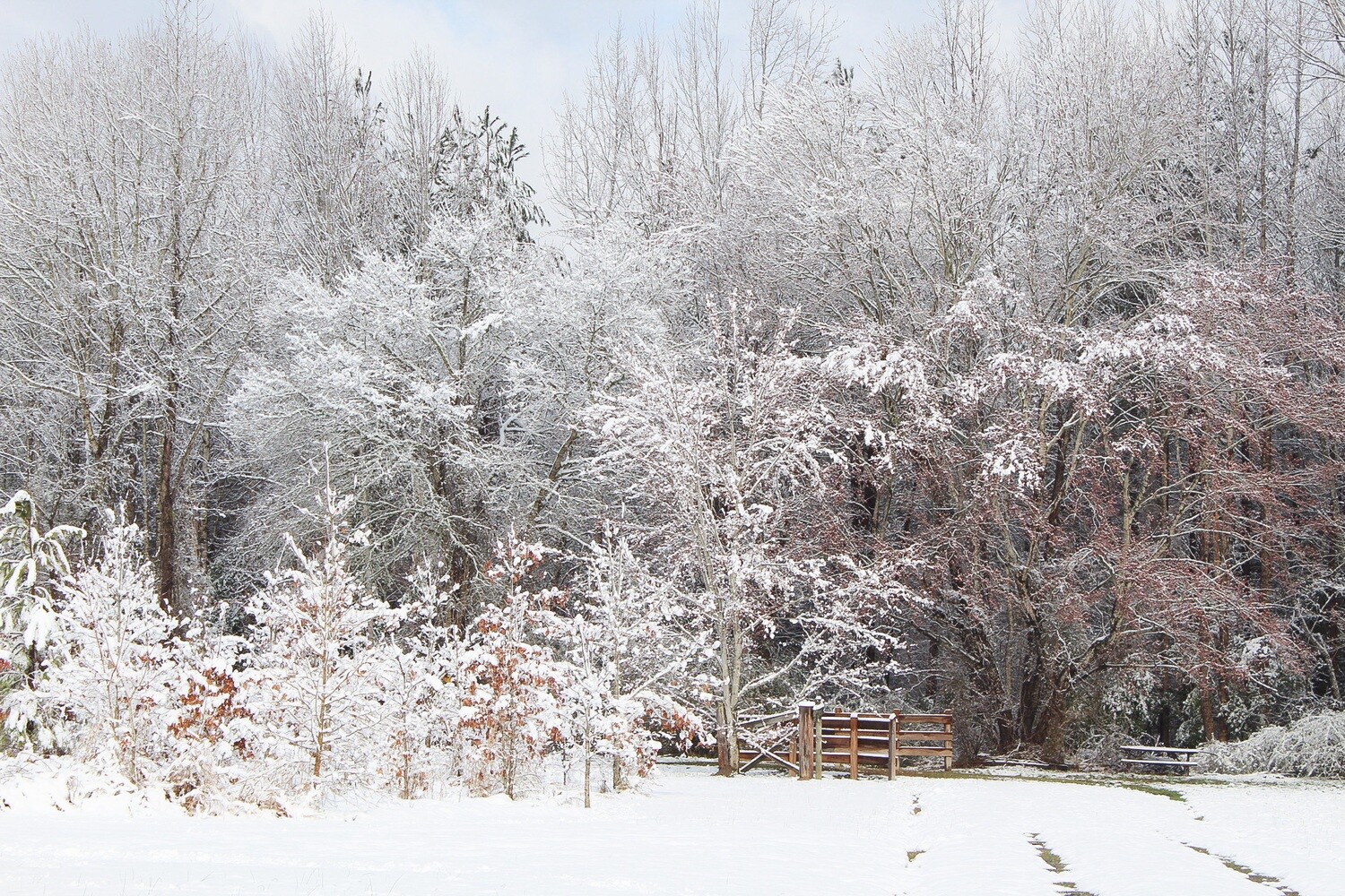 First Snow 2 (Washington, NC)