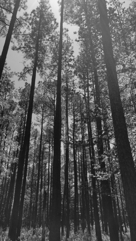 Goose Creek, NC Portrait