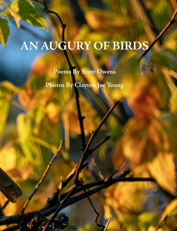 An Augury of Birds