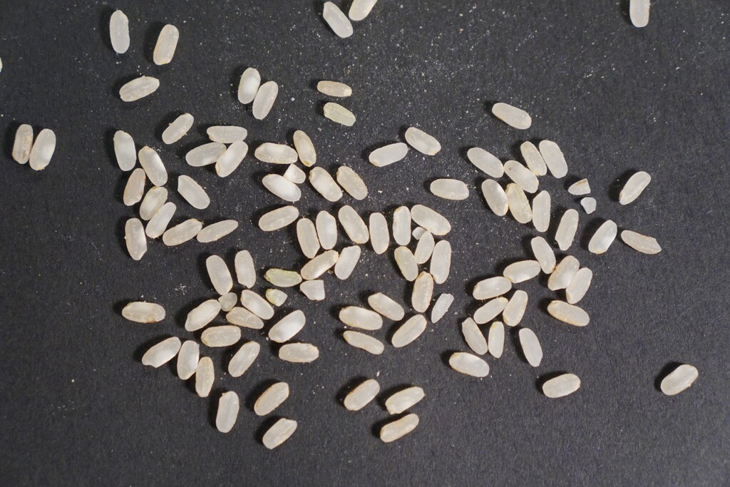 Riz du Vully 'Baldo'