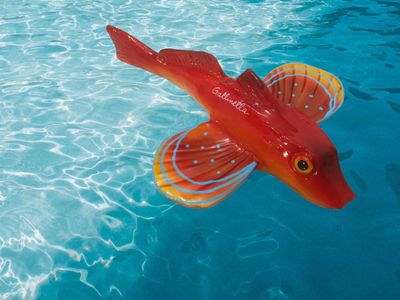 Pesce gallinella medio L. cm 22 x A. cm 15