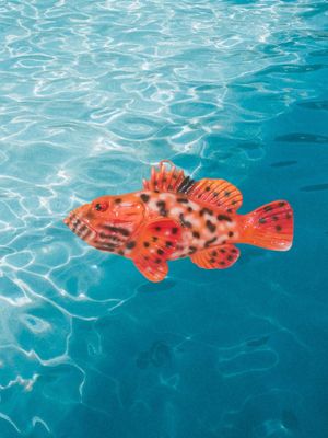 Pesce  scorfano  medio L. cm 14 x A. cm 7