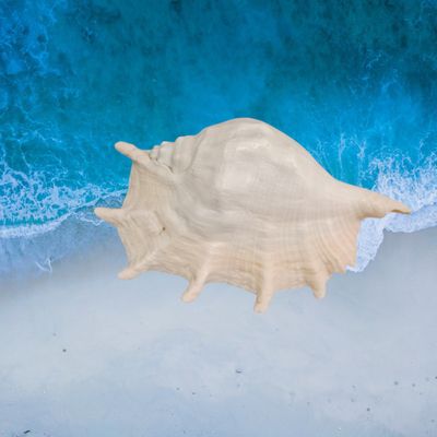 Conchigli bianca punte vera cm L. cm 27 x A. cm 13