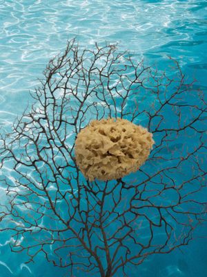 Spugna di mare naturale L. cm 6 x A. cm 7