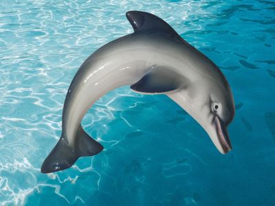 Delfino misura: L. cm 25 x A. cm 9