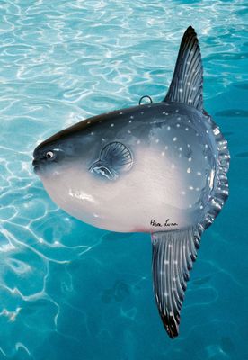 Pesce Luna L. cm 32 x A. cm 22