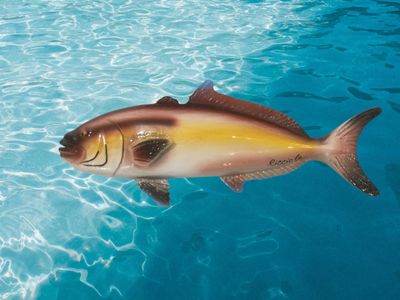 Ricciola media -misure: L. cm 23 x A. cm 7