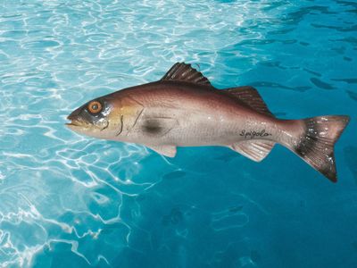 Pesce  spigola medio L. cm 18 x A. cm 6