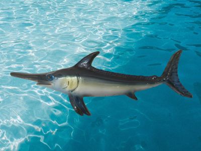 Pesce spada L. cm 26 x A. cm 9